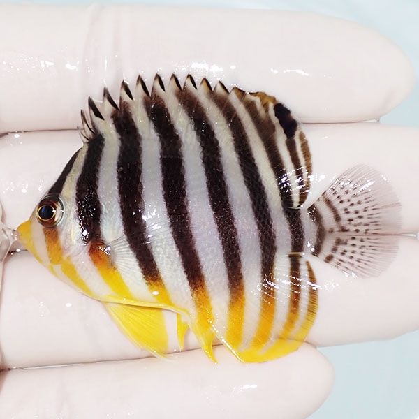 【現物14】sale シマヤッコ 6cm±! 海水魚 生体 15時までのご注文で当日...