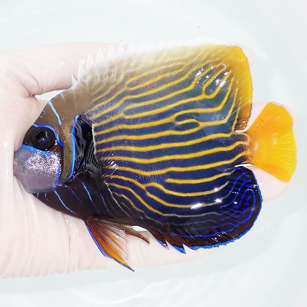 【現物2】タテジマキンチャクダイ 13cm±!海水魚 ヤッコ 15時までのご注...
