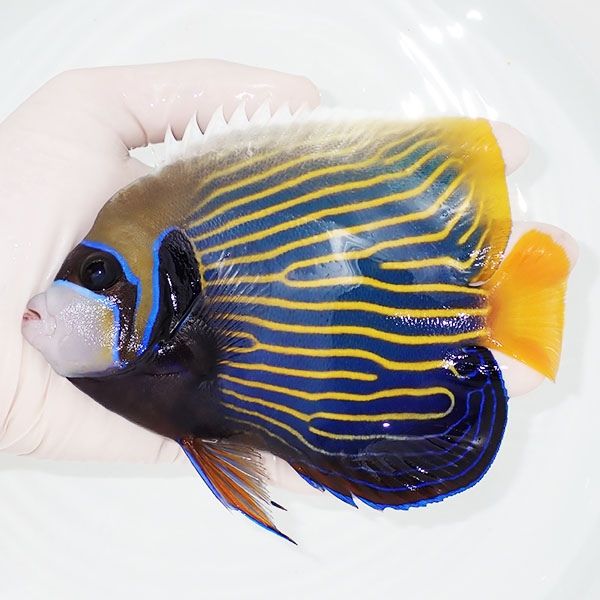 【現物12】タテジマキンチャクダイ 15cm±!海水魚 ヤッコ 15時までのご...