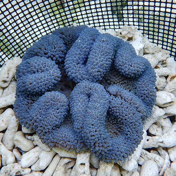 【現物1】ハタゴイソギンチャク ブルー 10-12cm±!15時までのご注文で当...