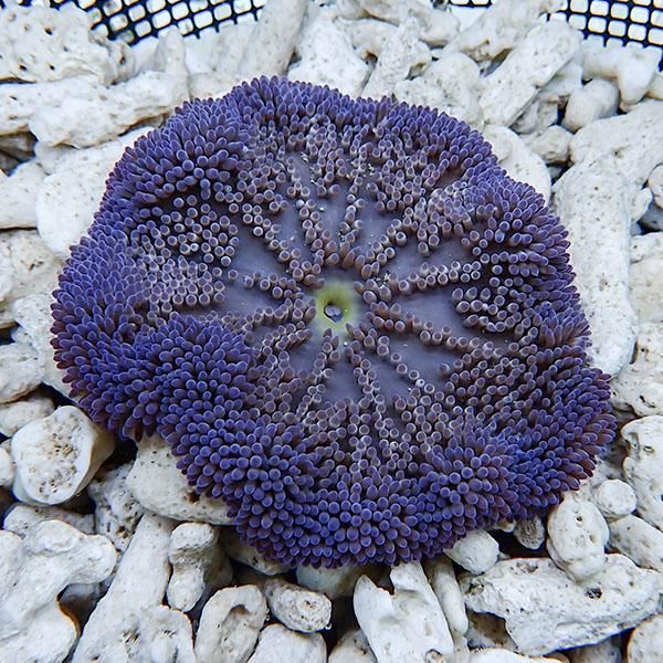 【現物3】ハタゴイソギンチャク パープル 7-9cm±!15時までのご注文で当...