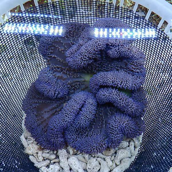 【現物4】ハタゴイソギンチャク パープル 18-20cm±!15時までのご注文で...