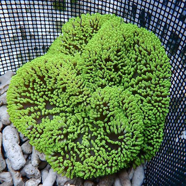 【現物6】ハタゴイソギンチャク グリーン 13-15cm±!15時までのご注文で...