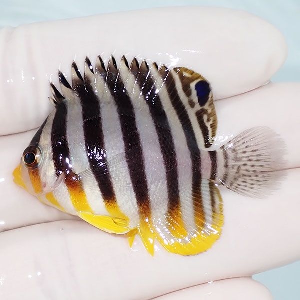 【現物15】sale シマヤッコ 5cm±! 海水魚 生体 15時までのご注文で当日...