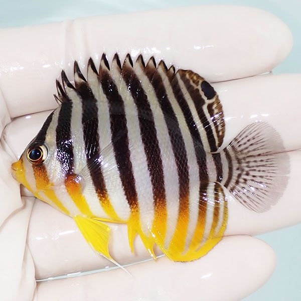 【現物16】sale シマヤッコ 6cm±! 海水魚 生体 15時までのご注文で当日...