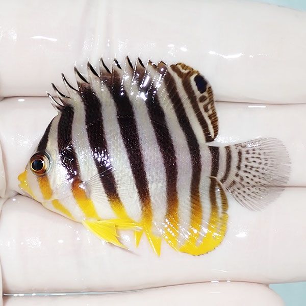 【現物17】sale シマヤッコ 5cm±! 海水魚 生体 15時までのご注文で当日...