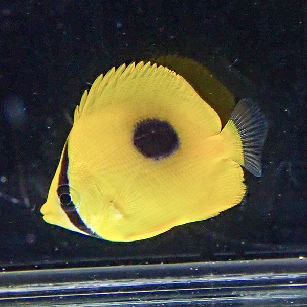 トノサマダイ 3-5cm±! 海水魚 チョウチョウウオ 15時までのご注文で当日...