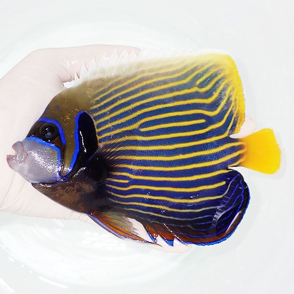 【現物13】タテジマキンチャクダイ 18cm±!海水魚 ヤッコ 15時までのご...