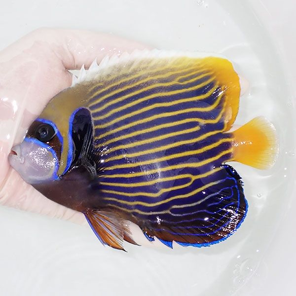 【現物5】タテジマキンチャクダイ 15cm±!海水魚 ヤッコ 15時までのご注...