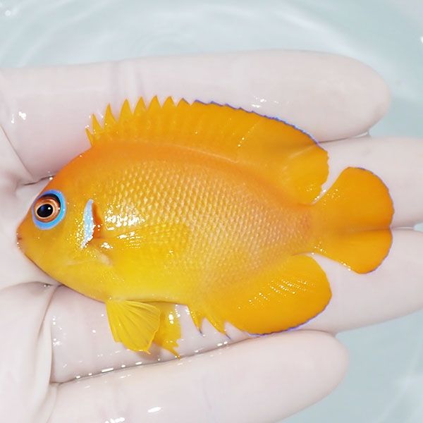 【現物1】レモンピール 7cm± クリスマス産!海水魚 ヤッコ 15時までのご...