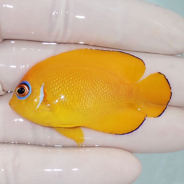 【現物2】レモンピール 5.5cm± クリスマス産!海水魚 ヤッコ 15時までの...