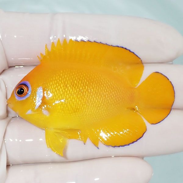 【現物3】レモンピール 6cm± クリスマス産!海水魚 ヤッコ 15時までのご...