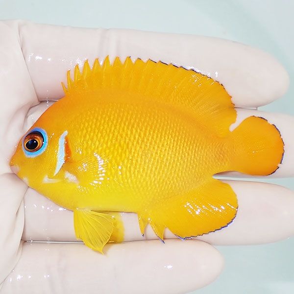 【現物4】レモンピール 7cm± クリスマス産!海水魚 ヤッコ 15時までのご...