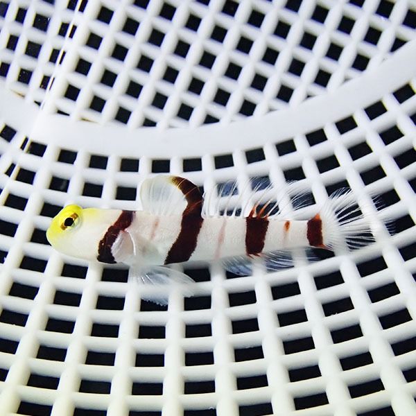【現物2】ドラクラシュリンプゴビー 4.8cm±!海水魚 ハゼ 15時までのご注...