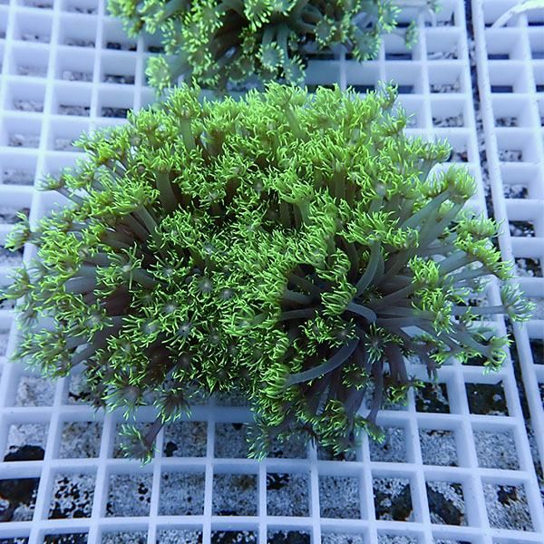 【サンゴ現物1】ハナガササンゴ!15時までのご注文で当日発送【サンゴ】(...