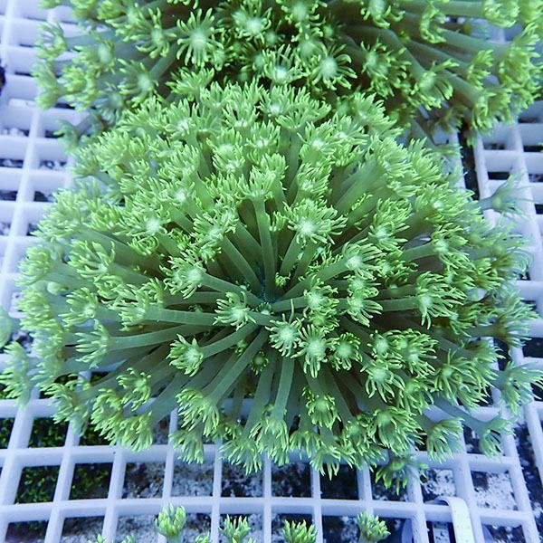 【サンゴ現物3】ハナガササンゴ!15時までのご注文で当日発送【サンゴ】(...