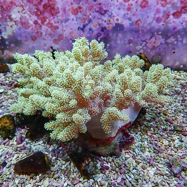 【サンゴ現物6】トサカ.sp 16-15cm沖縄産!15時までのご注文で当日発送 ...
