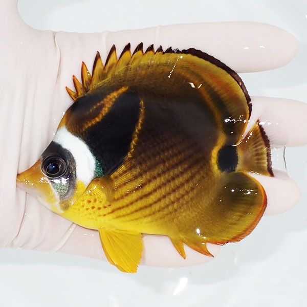 【現物1】チョウハン10cm±!チョウチョウウオ 海水魚 生体 15時までのご...