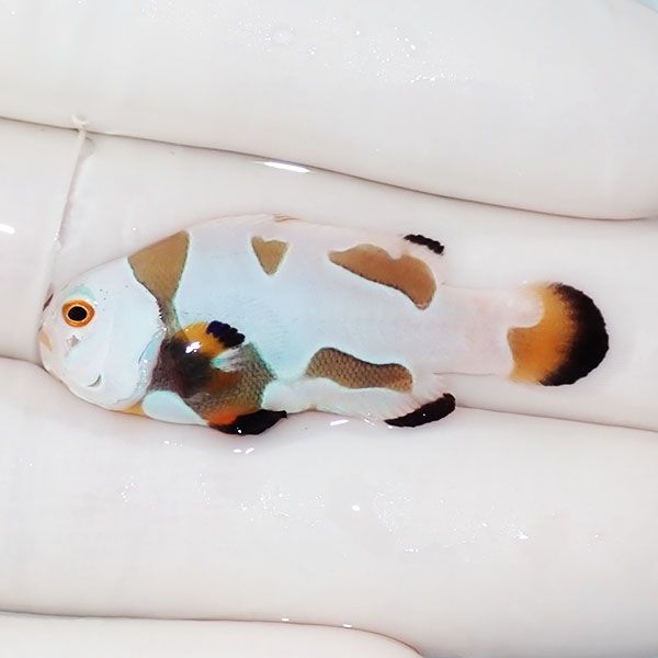 【現物1】オレンジストーム 4cm± ! ブリード 海水魚 カクレクマノミ(t11...