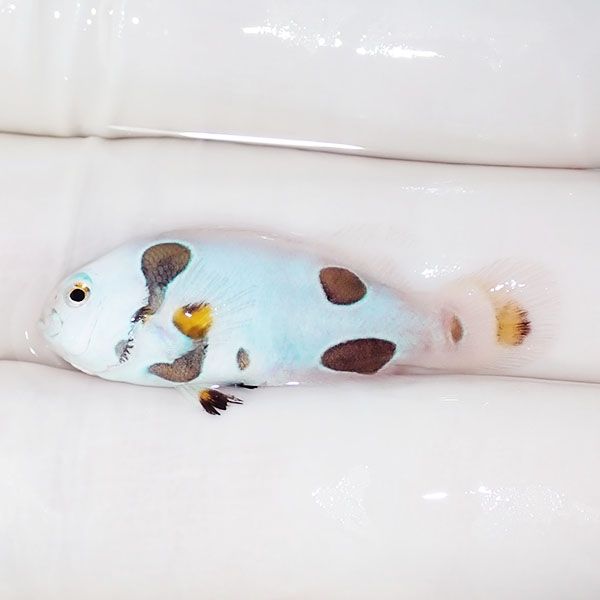 【現物2】スノーストーム 3.5cm± ! ブリード 海水魚 カクレクマノミ(t11...