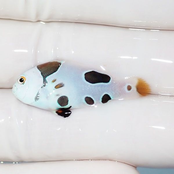 【現物3】スノーストーム 3.3cm± ! ブリード 海水魚 カクレクマノミ(t11...