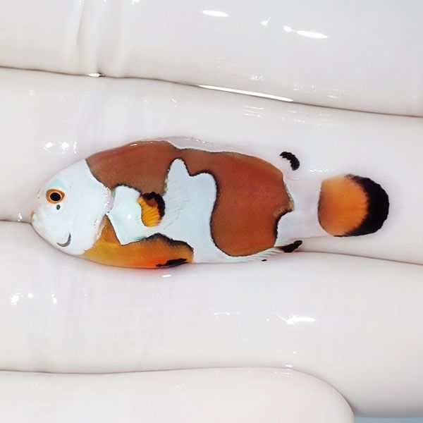 【現物4】オレンジストーム 4cm± ! ブリード 海水魚 カクレクマノミ(t11...