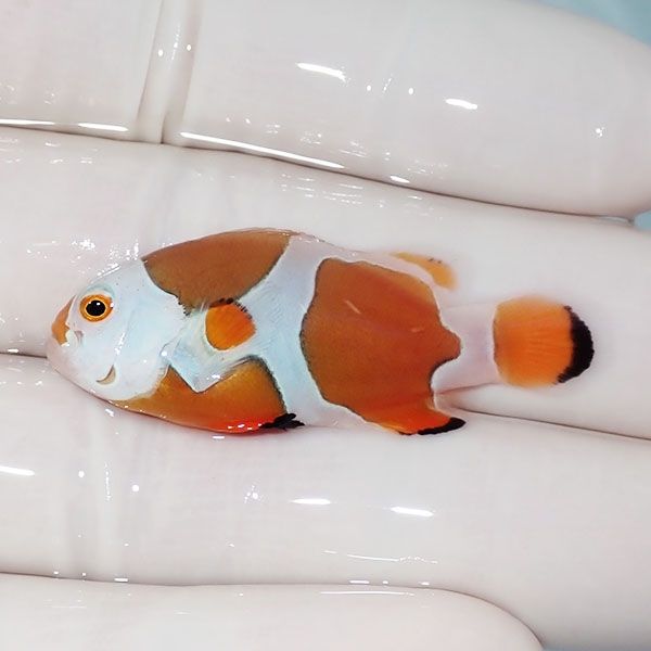 【現物5】オレンジストーム 4.3cm± !海水魚 クマノミ 15時までのご注文...