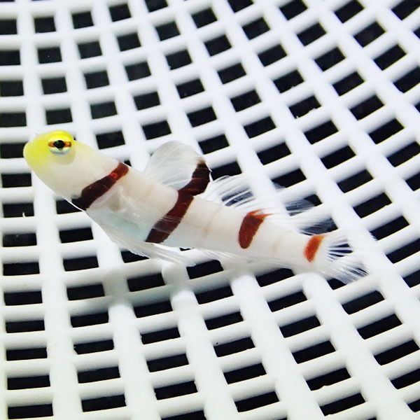 【現物1】ドラクラシュリンプゴビー 4.2cm 海水魚 ハゼ !15時までのご...