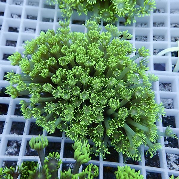 【サンゴ現物9】ハナガササンゴ !15時までのご注文で当日発送【サンゴ】...