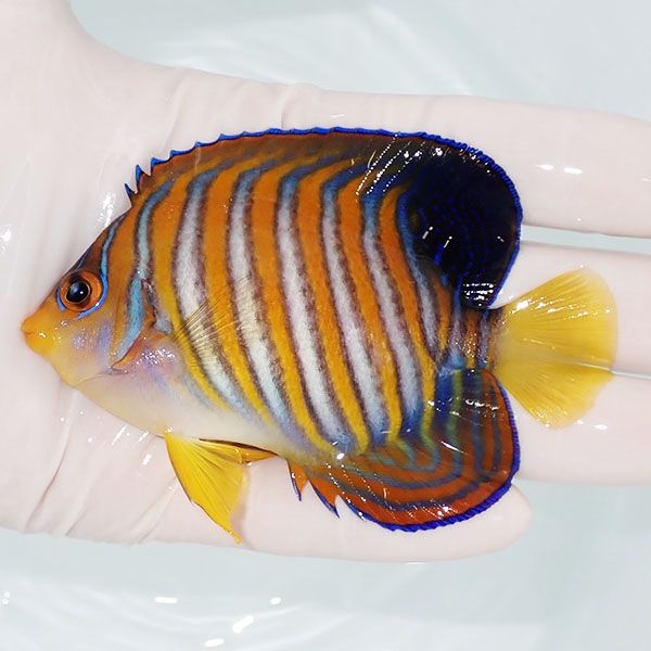 【現物1】ニシキヤッコ 9cm±!海水魚 ヤッコ15時までのご注文で当日発送(...