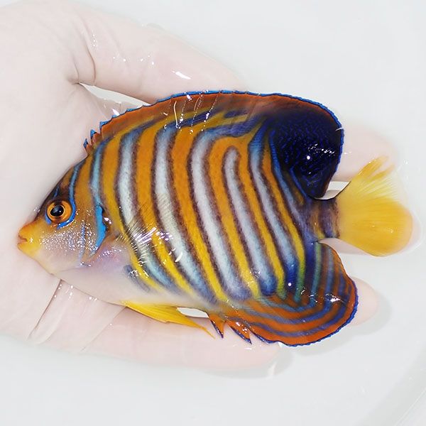 【現物2】ニシキヤッコ 12cm±!海水魚 ヤッコ15時までのご注文で当日発送...