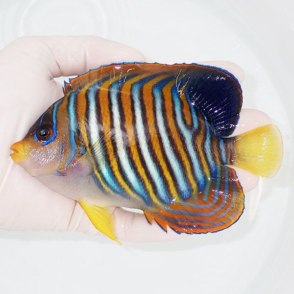 【現物3】ニシキヤッコ 14.5cm±!海水魚 ヤッコ15時までのご注文で当日発...