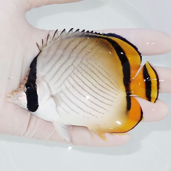 【現物】フウライチョウ 11cm±!海水魚 チョウチョウウオ 15時までのご注...