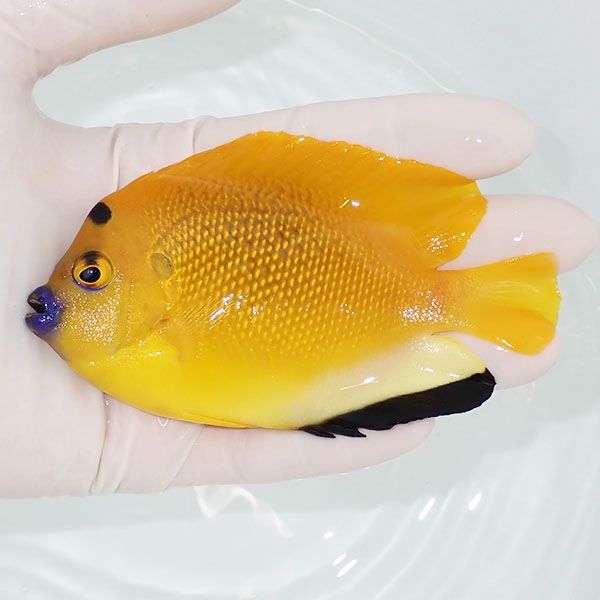 【現物1】シテンヤッコ 11cm±!海水魚 ヤッコ 15時までのご注文で当日発...