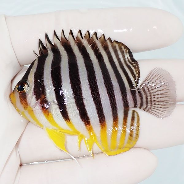 【現物27】sale シマヤッコ 6.5cm±! 海水魚 生体 15時までのご注文で当...