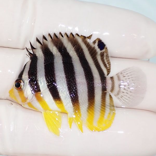 【現物28】sale シマヤッコ 4.5cm±! 海水魚 生体 15時までのご注文で当...