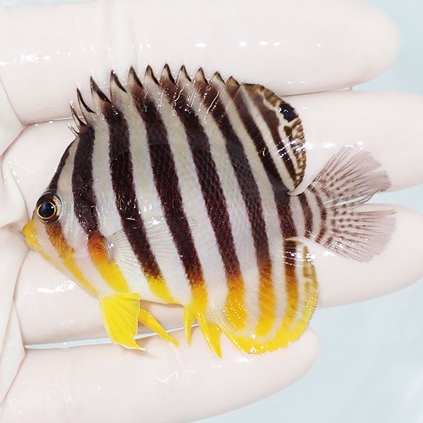 【現物29】ヒレ裂けあり シマヤッコ 6cm±! 海水魚 生体 15時までのご注...