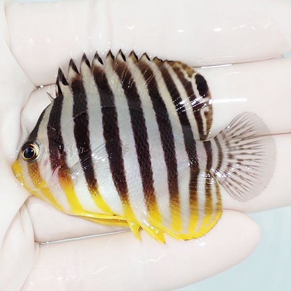 【現物30】sale シマヤッコ 6cm±! 海水魚 生体 15時までのご注文で当日...