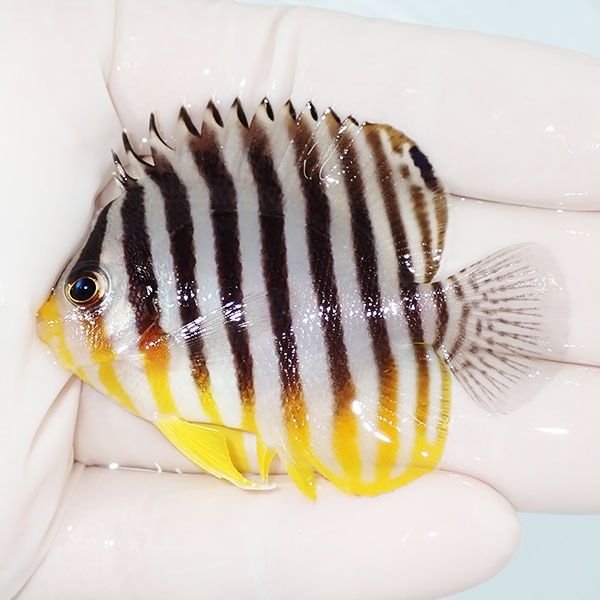 【現物31】sale シマヤッコ 6cm±! 海水魚 生体 15時までのご注文で当日...