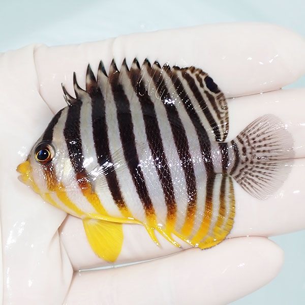 【現物32】sale シマヤッコ 6.5cm±! 海水魚 生体 15時までのご注文で当...