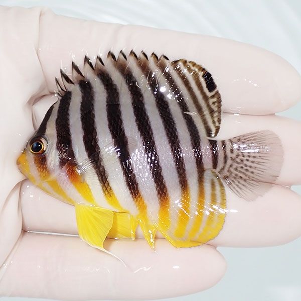 【現物33】sale シマヤッコ 6.5cm±! 海水魚 生体 15時までのご注文で当...