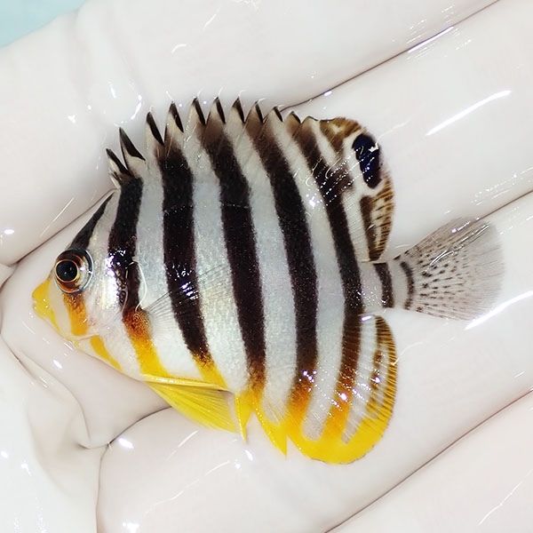【現物34】sale シマヤッコ 4.5cm±! 海水魚 生体 15時までのご注文で当...
