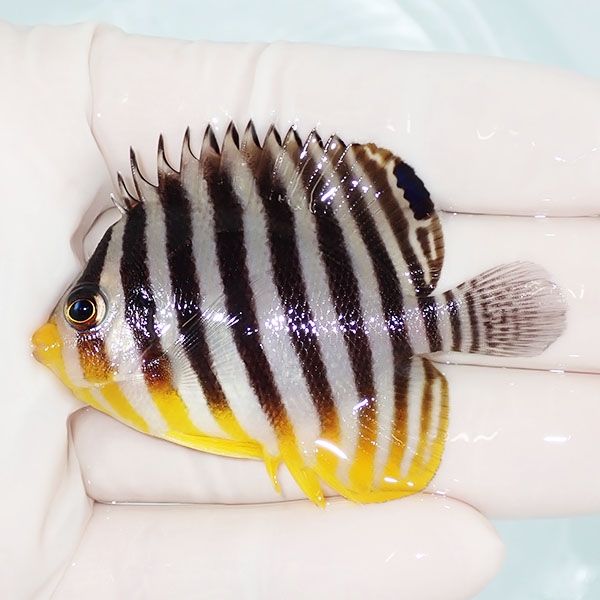 【現物35】sale シマヤッコ 6cm±! 海水魚 生体 15時までのご注文で当日...