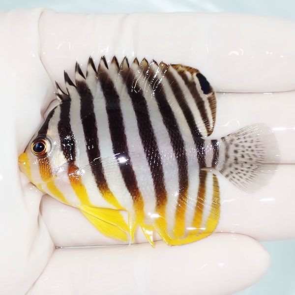【現物36】sale シマヤッコ 6cm±! 海水魚 生体 15時までのご注文で当日...