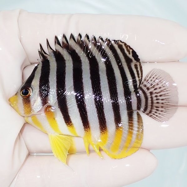 【現物37】sale シマヤッコ 6.5cm±! 海水魚 生体 15時までのご注文で当...