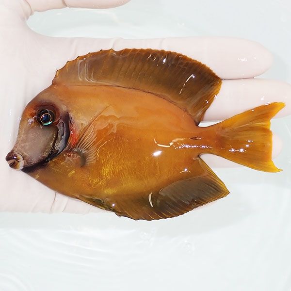 【現物】クログチニザbig 12cm±! 海水魚 ハギ !15時までのご注文で当日...