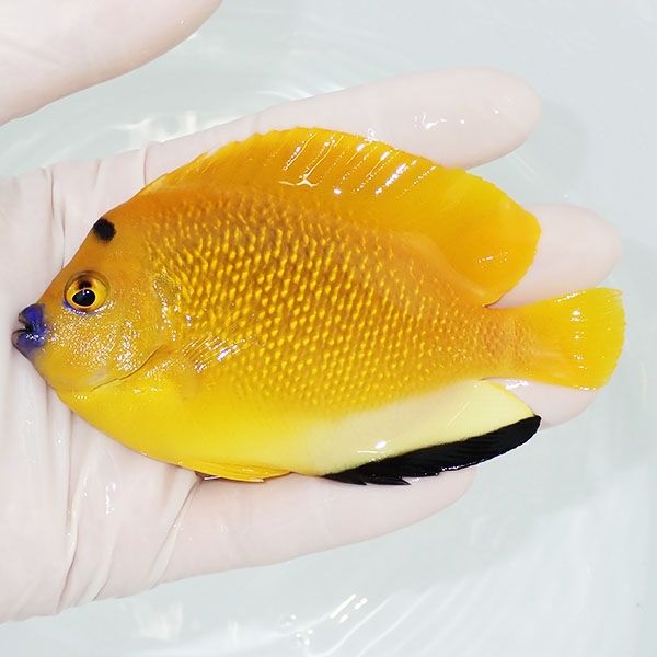【現物3】シテンヤッコ 10.5cm±!海水魚 ヤッコ 15時までのご注文で当日...