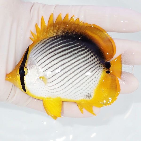 【現物】アケボノチョウ 10cm±!海水魚 チョウチョウウオ 15時までのご注...