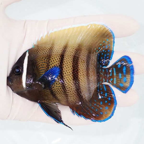 【現物3】ロクセンヤッコ 10cm± ! 海水魚 ヤッコ 15時までのご注文で当...