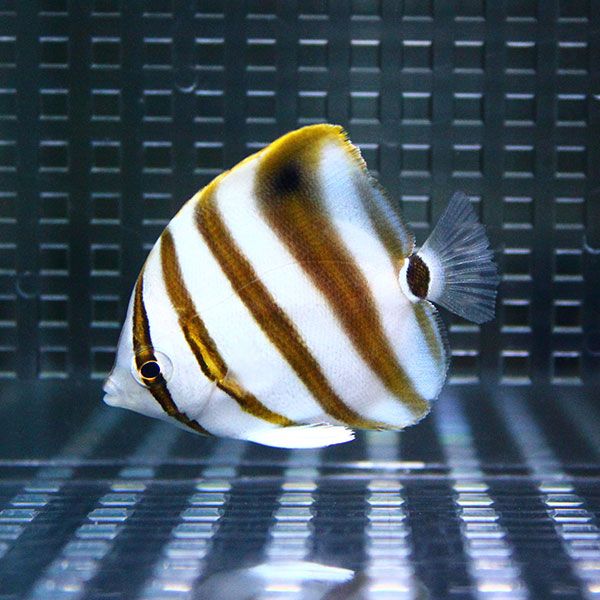 テンツキチョウ 5-7cm±! 海水魚 チョウチョウウオ 15時までのご注文で当...